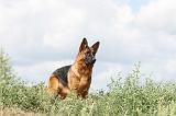 BERGER ALLEMAND 279